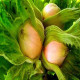 Саженцы Фундука в Таганроге — морозостойкие сорта! Саженцы Фундука в Таганроге — морозостойкие сорта!