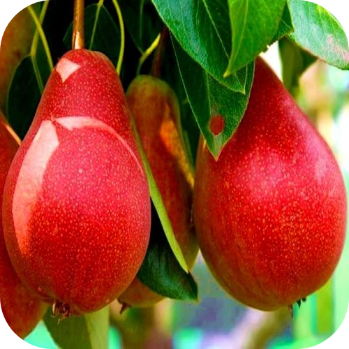 Груша "Нарядная Ефимова" 