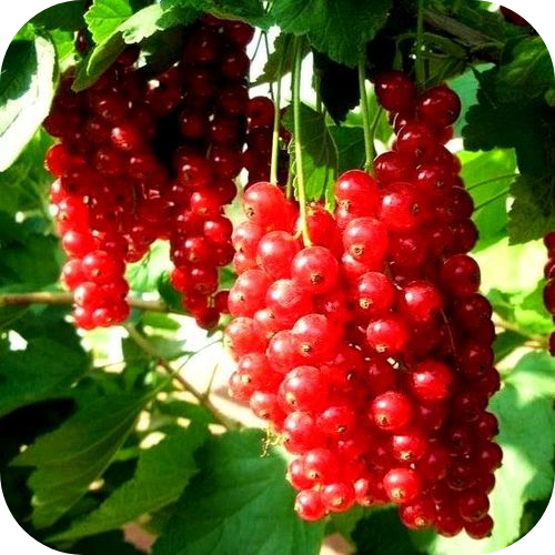 Саженцы красной смородины "Рондом" > описание, цена Саженцы красной смородины "Рондом" > описание, цена